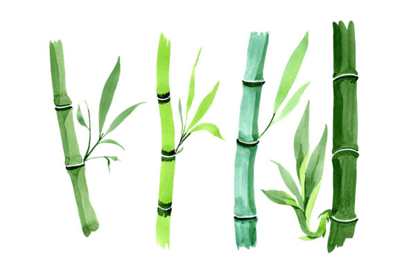 Bamboo Tropic Plant Watercolor Set for Design