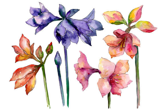 Beautiful Watercolor Amaryllis Set