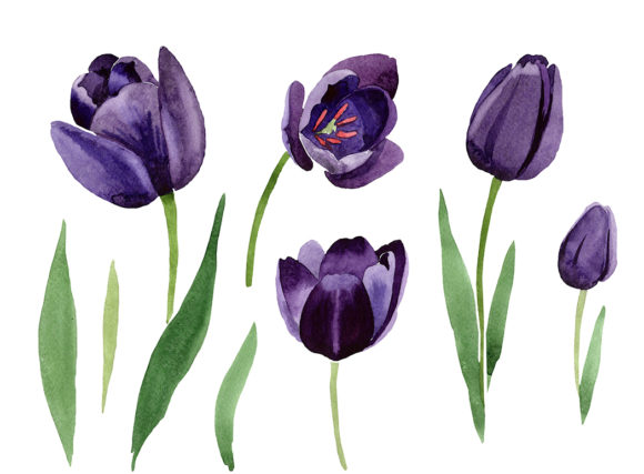 Black Tulips Watercolor Flower Set: Elevating Design with Dark Botanical Elegance