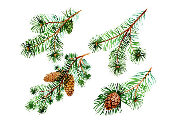 Branches of Spruce and Pine Watercolor Set: Strategic Application for Visual Communication