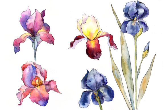 Designing with the Purple and Yellow Irises Flowers Watercolor Set: A Guide to Botanical Versatility