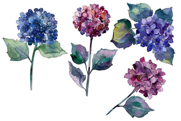 Elevating Digital Design with Hydrangea Purple and Blue Watercolor Sets