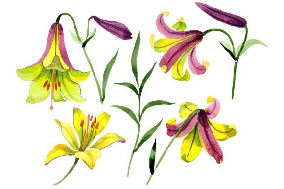 Elevating Digital Design with the Wildflower Lemon Lily PNG Watercolor Set