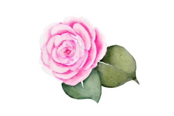 Evaluating Pink Flower Watercolor Realistic PNG for Design Projects