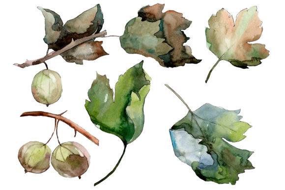 Gooseberry Watercolor Plant Set: Strategic Asset Selection for Botanical Design