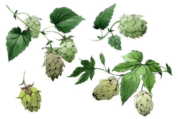Green Watercolor Hops Set: A Practical Guide for Designers and Brewers
