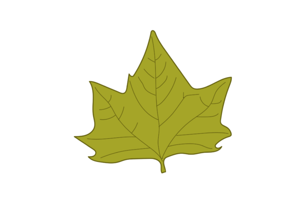 Mapple Leaf Vector Design Guide