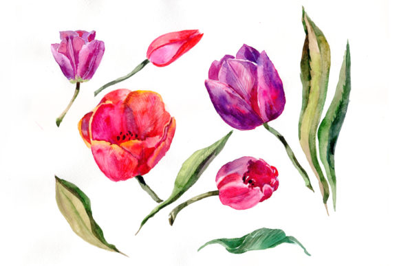 Red and Purple Tulip Flowers Watercolor Design Guide