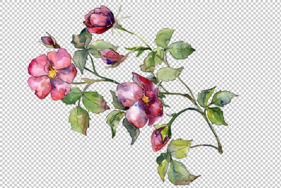 Wonderful Bloom Rose PNG Watercolor Set: Strategic Asset for Visual Communication